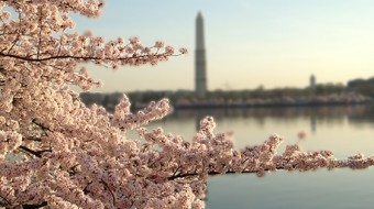 Cherry Blossoms