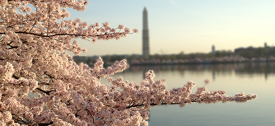 Cherry Blossoms