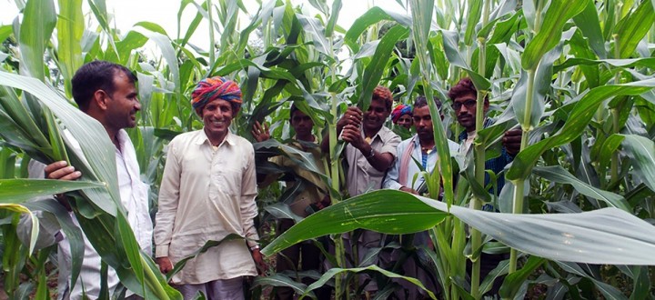 Local farmers