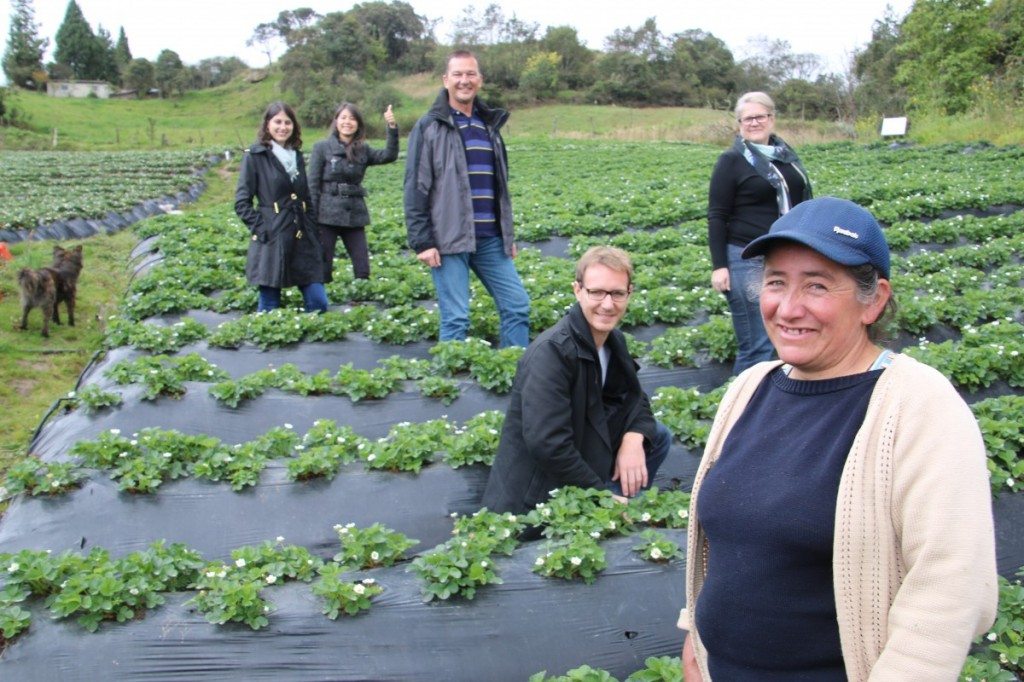 The team in the strawberry fields in rural Bogotá