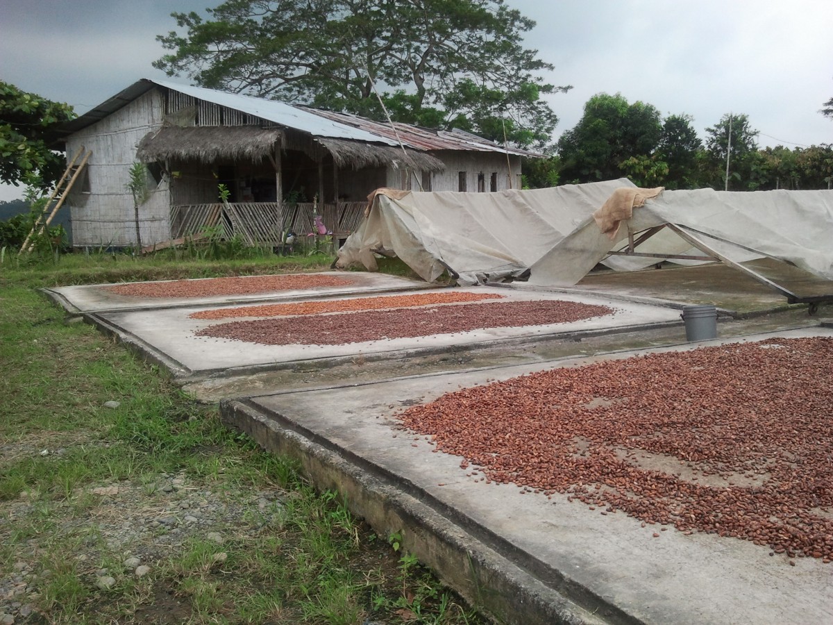 cacao 3