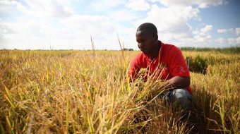 Soarej Almeida Zerinda, soil & water management expert for IIAM at Chokwe Agricultural Research Stn