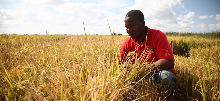Soarej Almeida Zerinda, soil & water management expert for IIAM at Chokwe Agricultural Research Stn